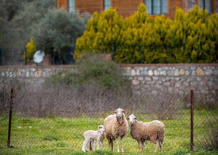 Bed & Breakfast Alados Turgutkoy