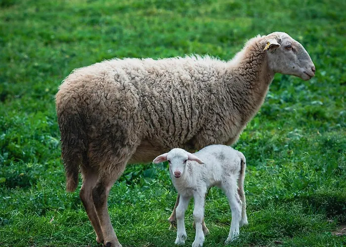 Bed & Breakfast Alados
