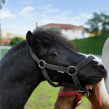 Bed & Breakfast Alados