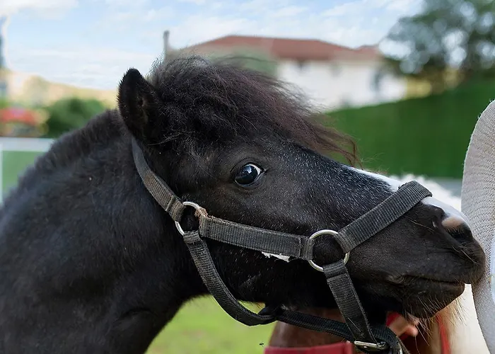 לינה וארוחת בוקר Alados