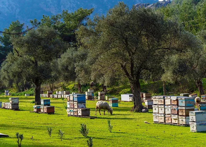 לינה וארוחת בוקר Alados 2*