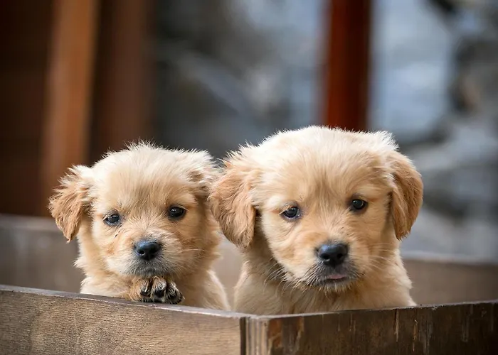 לינה וארוחת בוקר Alados Turgutkoy